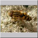 Parahelophilus frutetorum oder versicolor - Teichrandschwebfliege w08.jpg